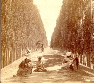Baramulla Road with poplars - 1908